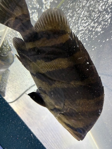 熱帯魚ダトニオパーフェクトバンド