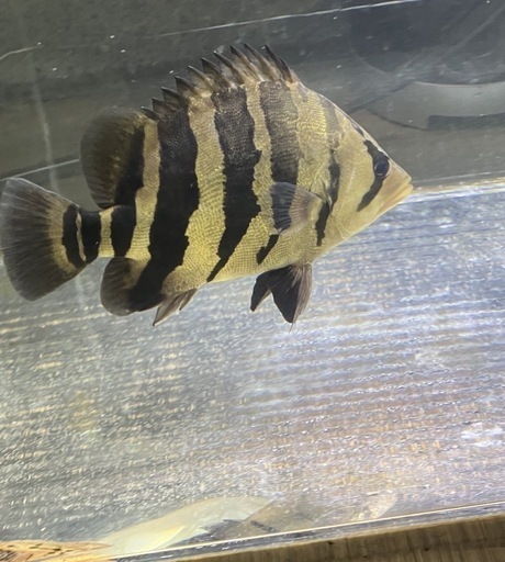 熱帯魚ダトニオパーフェクトバンド