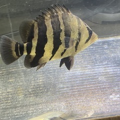 熱帯魚ダトニオパーフェクトバンド