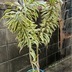 ランキングキーワードに紐づく投稿画像-観葉植物
