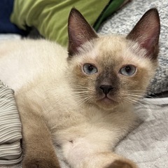 【6/27更新】沖縄出身の子猫たち☆初期医療済み