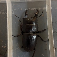 ヒラタクワガタ 