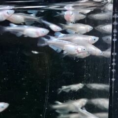 ﾎﾜｲﾄﾘｱﾙﾛﾝｸﾞﾌｨﾝ①🐟の画像
