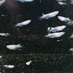 ﾎﾜｲﾄﾘｱﾙﾛﾝｸﾞﾌｨﾝ①🐟の画像