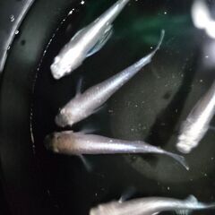 ﾎﾜｲﾄﾘｱﾙﾛﾝｸﾞﾌｨﾝ①🐟の画像
