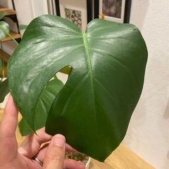 ［観葉植物］モンステラ　6号鉢の画像