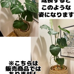 ［観葉植物］モンステラ　6号鉢の画像