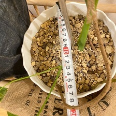 ［観葉植物］モンステラ　6号鉢の画像