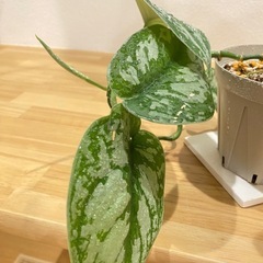 ［観葉植物］3.5号鉢　スキンダプサス・トレビィの画像