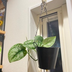［観葉植物］3.5号鉢　スキンダプサス・トレビィの画像