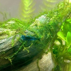 ベルベットブルーシュリンプ　熱帯魚の水槽を彩りますの画像