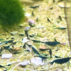 ベルベットブルーシュリンプ　熱帯魚の水槽を彩りますの画像