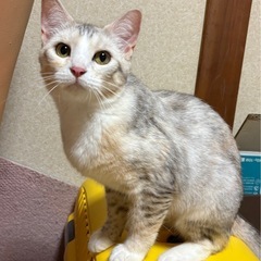 一歳☆美人ねこさん☆シルクのような毛感触💕