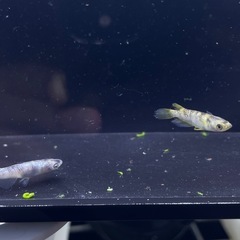 メダカ　金閣 1ペア　の画像