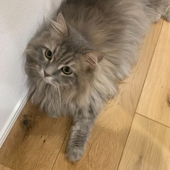 美形サイベリアン