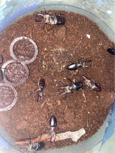 ミヤマクワガタ