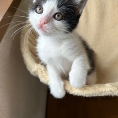 生後2ヶ月　初期医療すべて終わっています - 猫