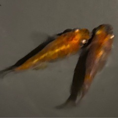 🐟【朱赤３色錦透明稚魚10匹】🐟　メダカの画像