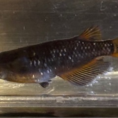 🐟【オランジェ稚魚10匹】🐟　メダカ