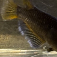 🐟【オランジェ稚魚10匹】🐟　メダカの画像
