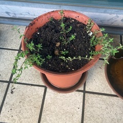 植物+植木鉢差し上げます。の画像