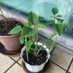 植物+植木鉢差し上げます。の画像