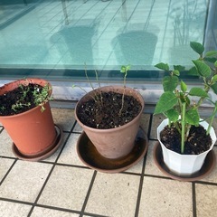 植物+植木鉢差し上げます。