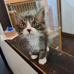 甘えん坊すぎるにゃんこです