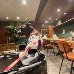 ドッグカフェいきましょう♪