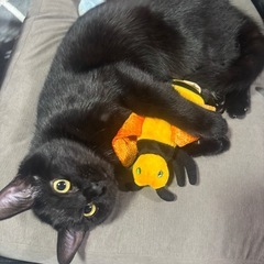 1歳ほどの女の子の黒猫ちゃん