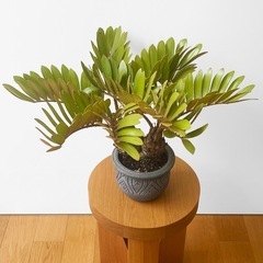 観葉植物 ザミア フルフラセア メキシコソテツの画像