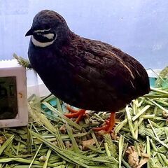 ヒメウズラ　里親募集