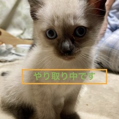 ５匹の子猫ちゃんの里親募集