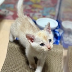 １ヶ月半！珍しいクリーム色(薄茶)、かいくん♡