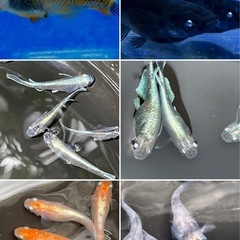 ミックスメダカ卵50個の画像