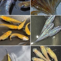 ミックスメダカ卵50個の画像