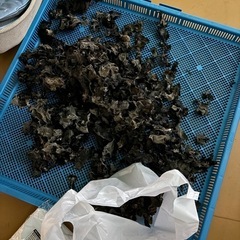🉐キクラゲ菌床販売🉐の画像