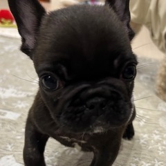 フレンチブルドッグ