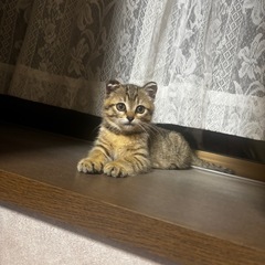 6/23更新 捨て猫 2匹(1匹だけでもいいのでお願いします！)