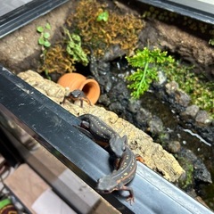 シリケンイモリ  ベビーの画像