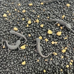 シリケンイモリ  ベビーの画像