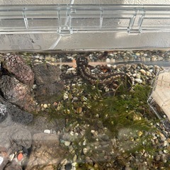 シリケンイモリ  ベビーの画像