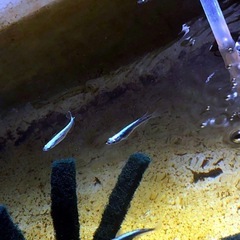 🔹清流メダカ🔹針子=７０匹の画像