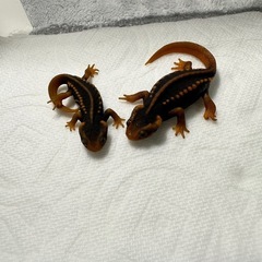 アメイロイボヤモリ2匹里親様募集