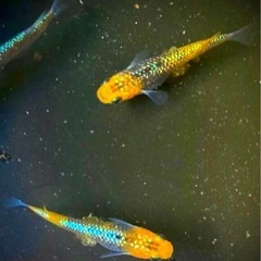 宮桜💐🎼Miyasakura💫極上メダカ幼魚１２匹の画像