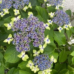 希少な紫陽花「大島緑花（おおしまりょっか）」の苗、差し上げます〜No3の画像