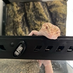 ヒョウモントカゲモドキ里親募集