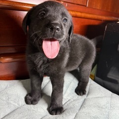 🐶【埼玉県】黒ラブラドール男の子 ｜譲渡費用12万円