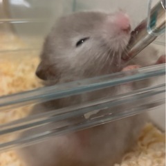 ゴールデンハムスター里親募集