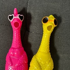 ブーブー鳴くトリ🎵の画像